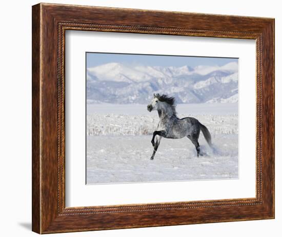 Grey Andalusian Stallion Trotting in Snow, Longmont, Colorado, USA-Carol Walker-Framed Premium Photographic Print
