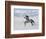 Grey Andalusian Stallion Trotting in Snow, Longmont, Colorado, USA-Carol Walker-Framed Premium Photographic Print