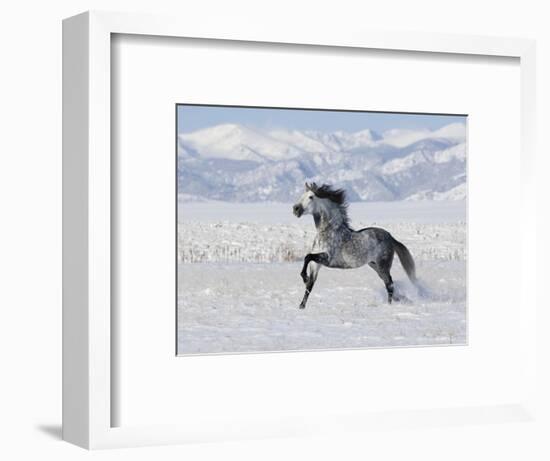 Grey Andalusian Stallion Trotting in Snow, Longmont, Colorado, USA-Carol Walker-Framed Premium Photographic Print