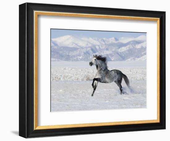 Grey Andalusian Stallion Trotting in Snow, Longmont, Colorado, USA-Carol Walker-Framed Premium Photographic Print