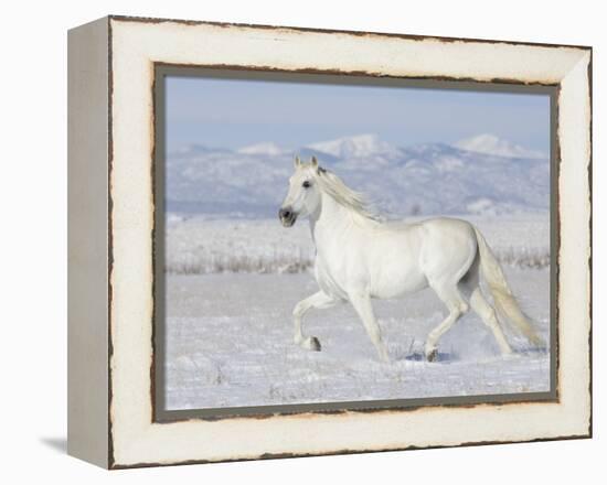 Grey Andalusian Stallion Trotting in Snow, Longmont, Colorado, USA-Carol Walker-Framed Premier Image Canvas