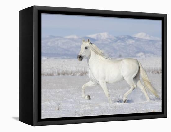 Grey Andalusian Stallion Trotting in Snow, Longmont, Colorado, USA-Carol Walker-Framed Premier Image Canvas