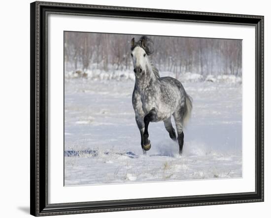 Grey Andalusian Stallion Trotting in Snow, Longmont, Colorado, USA-Carol Walker-Framed Photographic Print