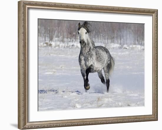 Grey Andalusian Stallion Trotting in Snow, Longmont, Colorado, USA-Carol Walker-Framed Photographic Print