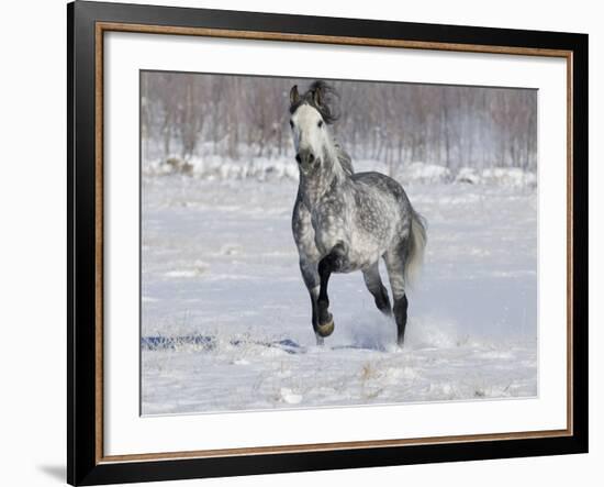 Grey Andalusian Stallion Trotting in Snow, Longmont, Colorado, USA-Carol Walker-Framed Photographic Print