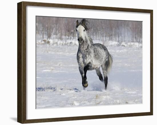 Grey Andalusian Stallion Trotting in Snow, Longmont, Colorado, USA-Carol Walker-Framed Photographic Print