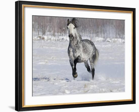 Grey Andalusian Stallion Trotting in Snow, Longmont, Colorado, USA-Carol Walker-Framed Photographic Print