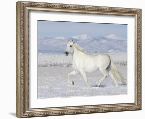 Grey Andalusian Stallion Trotting in Snow, Longmont, Colorado, USA-Carol Walker-Framed Photographic Print