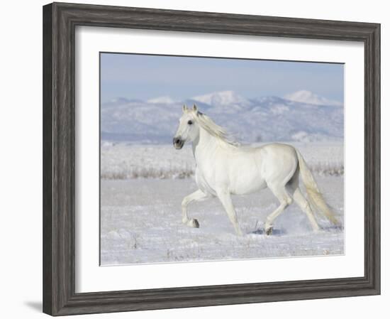 Grey Andalusian Stallion Trotting in Snow, Longmont, Colorado, USA-Carol Walker-Framed Photographic Print