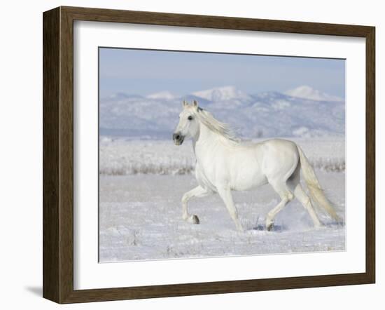 Grey Andalusian Stallion Trotting in Snow, Longmont, Colorado, USA-Carol Walker-Framed Photographic Print