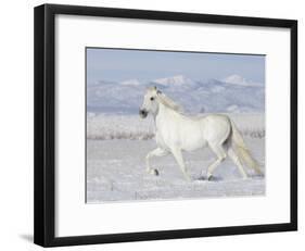 Grey Andalusian Stallion Trotting in Snow, Longmont, Colorado, USA-Carol Walker-Framed Photographic Print