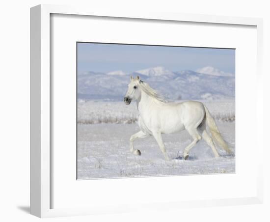 Grey Andalusian Stallion Trotting in Snow, Longmont, Colorado, USA-Carol Walker-Framed Photographic Print