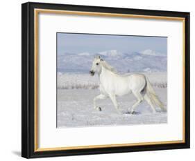 Grey Andalusian Stallion Trotting in Snow, Longmont, Colorado, USA-Carol Walker-Framed Photographic Print