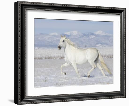 Grey Andalusian Stallion Trotting in Snow, Longmont, Colorado, USA-Carol Walker-Framed Photographic Print