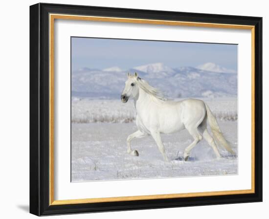 Grey Andalusian Stallion Trotting in Snow, Longmont, Colorado, USA-Carol Walker-Framed Photographic Print