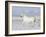 Grey Andalusian Stallion Trotting in Snow, Longmont, Colorado, USA-Carol Walker-Framed Photographic Print