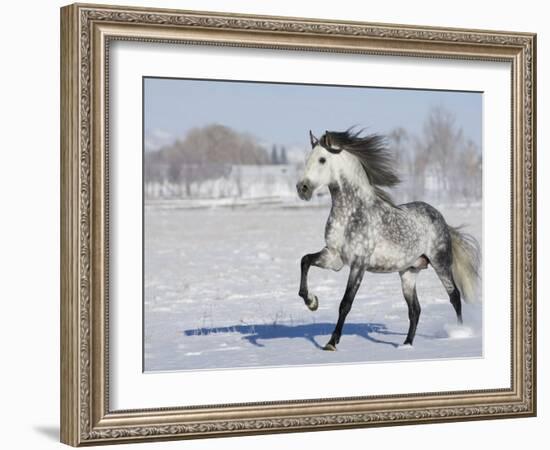 Grey Andalusian Stallion Trotting in Snow, Longmont, Colorado, USA-Carol Walker-Framed Photographic Print