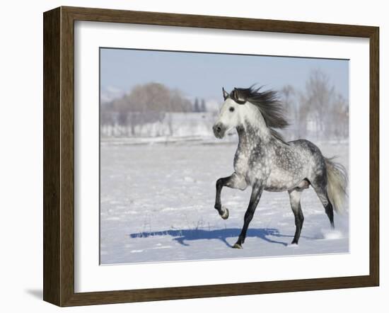 Grey Andalusian Stallion Trotting in Snow, Longmont, Colorado, USA-Carol Walker-Framed Photographic Print