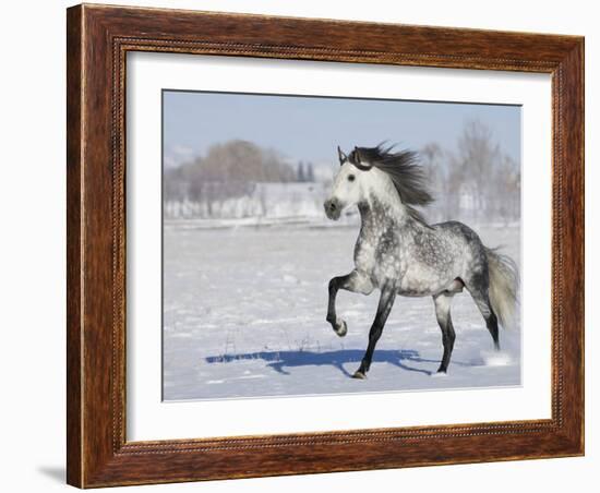 Grey Andalusian Stallion Trotting in Snow, Longmont, Colorado, USA-Carol Walker-Framed Photographic Print