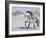 Grey Andalusian Stallion Trotting in Snow, Longmont, Colorado, USA-Carol Walker-Framed Photographic Print