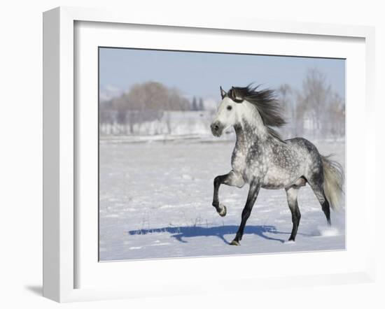 Grey Andalusian Stallion Trotting in Snow, Longmont, Colorado, USA-Carol Walker-Framed Photographic Print