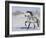 Grey Andalusian Stallion Trotting in Snow, Longmont, Colorado, USA-Carol Walker-Framed Photographic Print