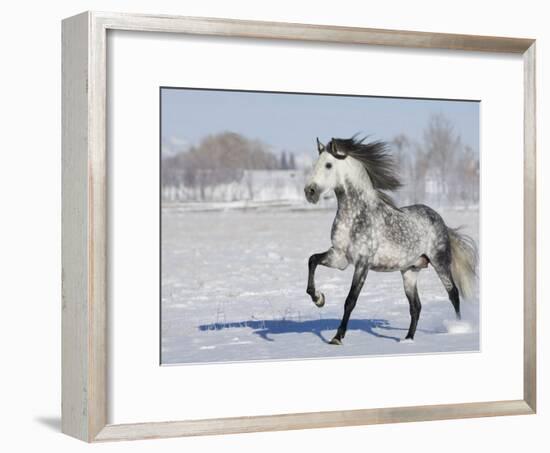 Grey Andalusian Stallion Trotting in Snow, Longmont, Colorado, USA-Carol Walker-Framed Photographic Print