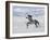 Grey Andalusian Stallion Trotting in Snow, Longmont, Colorado, USA-Carol Walker-Framed Photographic Print