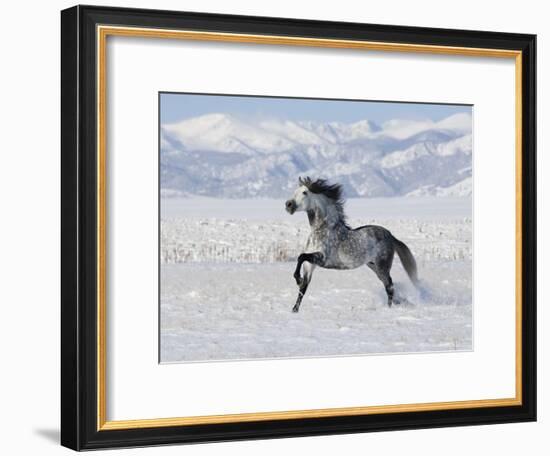 Grey Andalusian Stallion Trotting in Snow, Longmont, Colorado, USA-Carol Walker-Framed Photographic Print