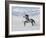 Grey Andalusian Stallion Trotting in Snow, Longmont, Colorado, USA-Carol Walker-Framed Photographic Print