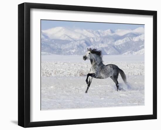 Grey Andalusian Stallion Trotting in Snow, Longmont, Colorado, USA-Carol Walker-Framed Photographic Print