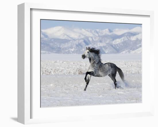 Grey Andalusian Stallion Trotting in Snow, Longmont, Colorado, USA-Carol Walker-Framed Photographic Print