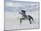 Grey Andalusian Stallion Trotting in Snow, Longmont, Colorado, USA-Carol Walker-Mounted Photographic Print