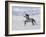 Grey Andalusian Stallion Trotting in Snow, Longmont, Colorado, USA-Carol Walker-Framed Photographic Print