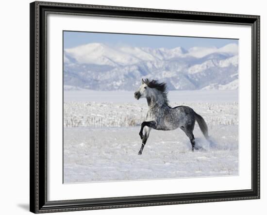 Grey Andalusian Stallion Trotting in Snow, Longmont, Colorado, USA-Carol Walker-Framed Photographic Print