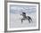 Grey Andalusian Stallion Trotting in Snow, Longmont, Colorado, USA-Carol Walker-Framed Photographic Print