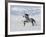 Grey Andalusian Stallion Trotting in Snow, Longmont, Colorado, USA-Carol Walker-Framed Photographic Print