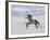 Grey Andalusian Stallion Trotting in Snow, Longmont, Colorado, USA-Carol Walker-Framed Photographic Print