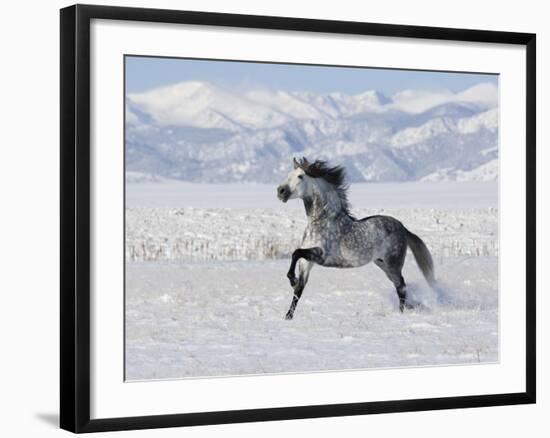 Grey Andalusian Stallion Trotting in Snow, Longmont, Colorado, USA-Carol Walker-Framed Photographic Print