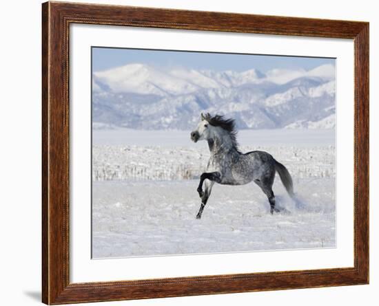 Grey Andalusian Stallion Trotting in Snow, Longmont, Colorado, USA-Carol Walker-Framed Photographic Print