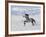 Grey Andalusian Stallion Trotting in Snow, Longmont, Colorado, USA-Carol Walker-Framed Photographic Print