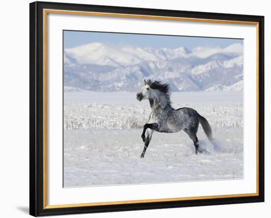 Grey Andalusian Stallion Trotting in Snow, Longmont, Colorado, USA-Carol Walker-Framed Photographic Print