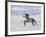 Grey Andalusian Stallion Trotting in Snow, Longmont, Colorado, USA-Carol Walker-Framed Photographic Print