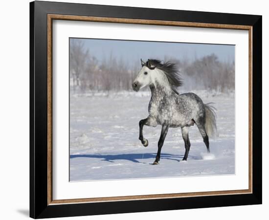 Grey Andalusian Stallion Trotting in Snow, Longmont, Colorado, USA-Carol Walker-Framed Photographic Print