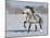 Grey Andalusian Stallion Trotting in Snow, Longmont, Colorado, USA-Carol Walker-Mounted Photographic Print