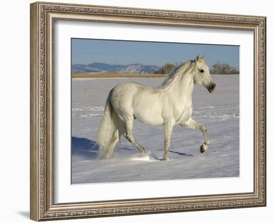 Grey Andalusian Stallion Trotting Through Snow, Colorado, USA-Carol Walker-Framed Photographic Print