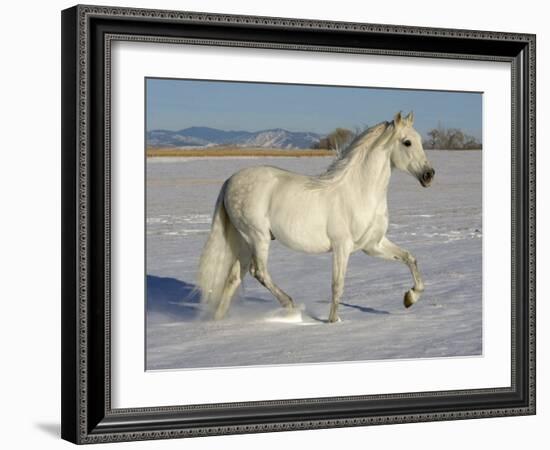 Grey Andalusian Stallion Trotting Through Snow, Colorado, USA-Carol Walker-Framed Photographic Print