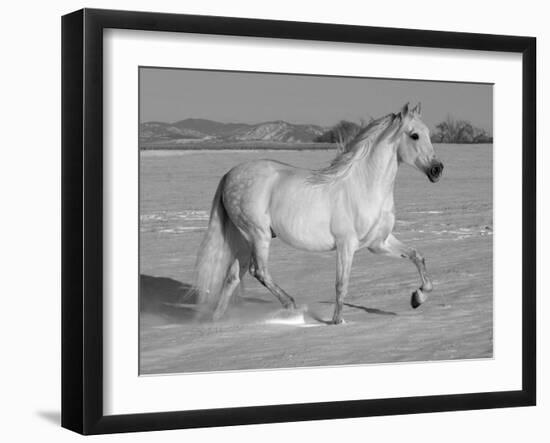 Grey Andalusian Stallion Trotting Through Snow, Colorado, USA-Carol Walker-Framed Photographic Print