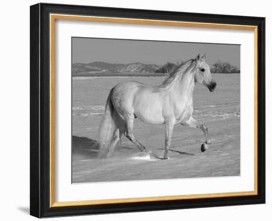 Grey Andalusian Stallion Trotting Through Snow, Colorado, USA-Carol Walker-Framed Photographic Print