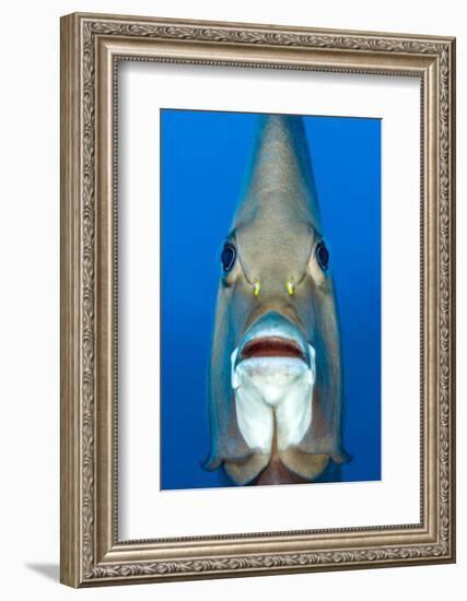 Grey angelfish, Cayman Islands, Caribbean Sea-Alex Mustard-Framed Photographic Print